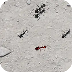 Squash These Ants 2 thumbnail