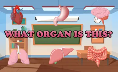 What Organ Is This?