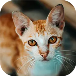 Cat-tastic Puzzle Challenge thumbnail