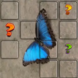 Butterfly Memory Match thumbnail