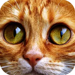 Jigsaw Puzzle Cats thumbnail