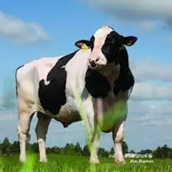 Cattle Memory Match thumbnail